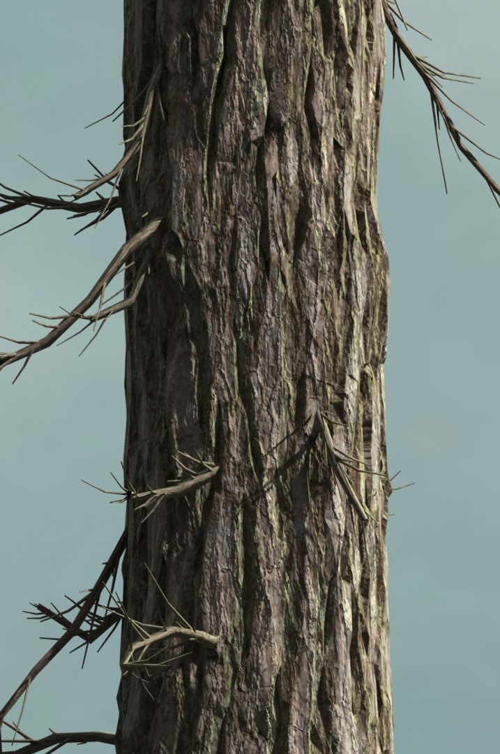 realistic conifer pine tree forest 3D model https://p.turbosquid.com/ts-thumb/Ak/pbA21B/N1Wp48AL/cp0105/jpg/1571048703/1920x1080/fit_q87/cada95bf724c07151212260c75d609e40d4ff5c9/cp0105.jpg