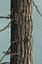 Realistic Conifer Pine Tree Collection.