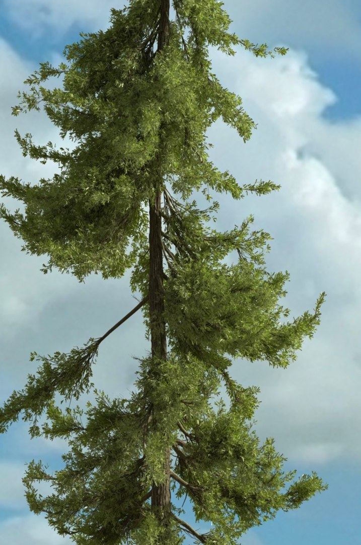 realistic conifer pine tree forest 3D model https://p.turbosquid.com/ts-thumb/Ak/pbA21B/QgVpNtXu/cp0303/jpg/1571048831/1920x1080/fit_q87/37b05128d64ab76e2b1c10f43e56995a8a7f8f51/cp0303.jpg