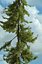 Realistic Conifer Pine Tree Collection.