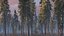 Realistic Conifer Pine Tree Collection.