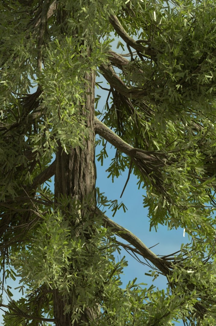 realistic conifer pine tree forest 3D model https://p.turbosquid.com/ts-thumb/Ak/pbA21B/VenOiecQ/cp0304/jpg/1571048831/1920x1080/fit_q87/c312b5acc5fac75d353ef000369cc336a8a845e9/cp0304.jpg