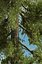 Realistic Conifer Pine Tree Collection.