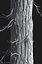 Realistic Conifer Pine Tree Collection.