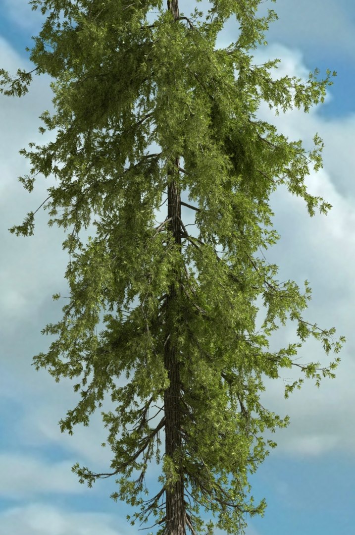 realistic conifer pine tree forest 3D model https://p.turbosquid.com/ts-thumb/Ak/pbA21B/WbsIM50g/cp0103/jpg/1571048703/1920x1080/fit_q87/49d62b0d69d7a1e0bb64f661efe0f5752bc2af89/cp0103.jpg