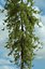 Realistic Conifer Pine Tree Collection.