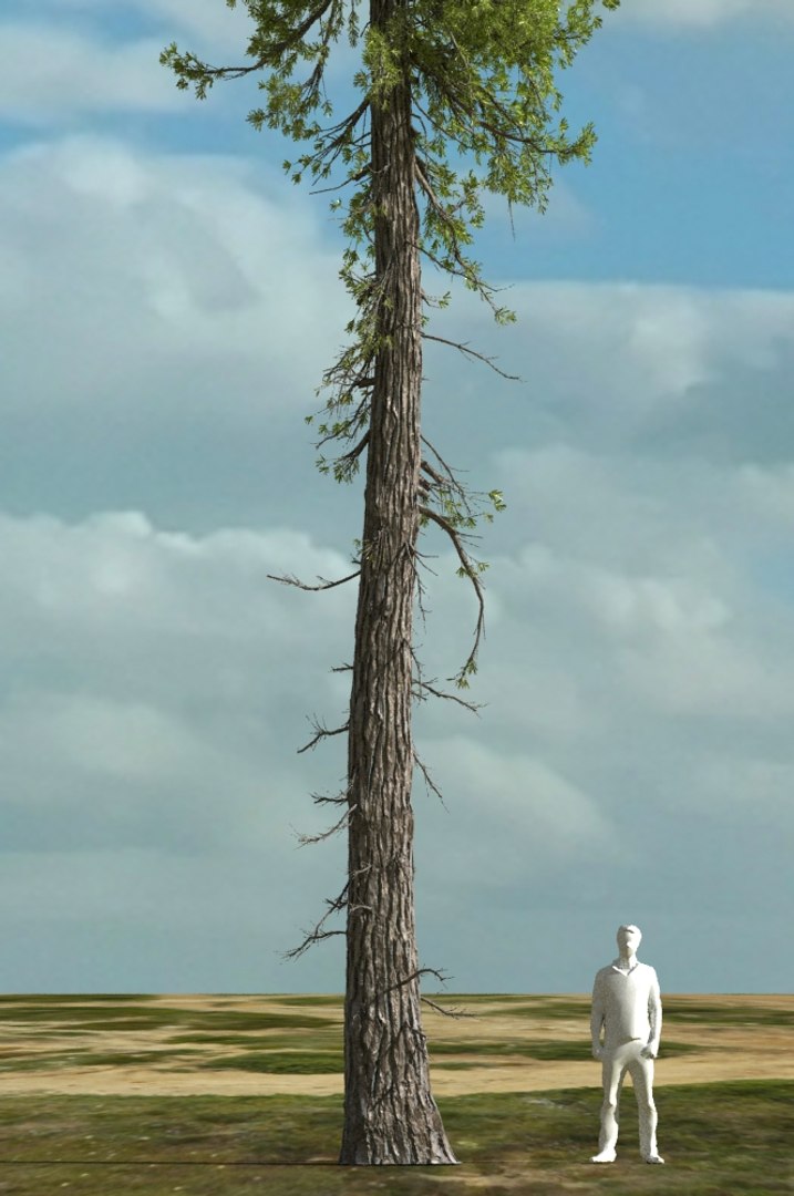realistic conifer pine tree forest 3D model https://p.turbosquid.com/ts-thumb/Ak/pbA21B/XJvupw6R/cp0102/jpg/1571048703/1920x1080/fit_q87/68b0bde3c7b1f9ba24a03caf7ea4988495e03003/cp0102.jpg