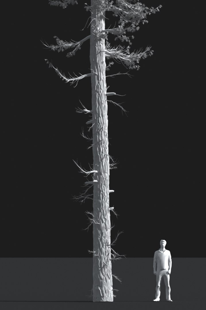 realistic conifer pine tree forest 3D model https://p.turbosquid.com/ts-thumb/Ak/pbA21B/YmWsKVsY/cp0202s/jpg/1571048733/1920x1080/fit_q87/c18e4145c9c867031c375f7a699e6068dd885f12/cp0202s.jpg
