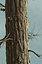Realistic Conifer Pine Tree Collection.
