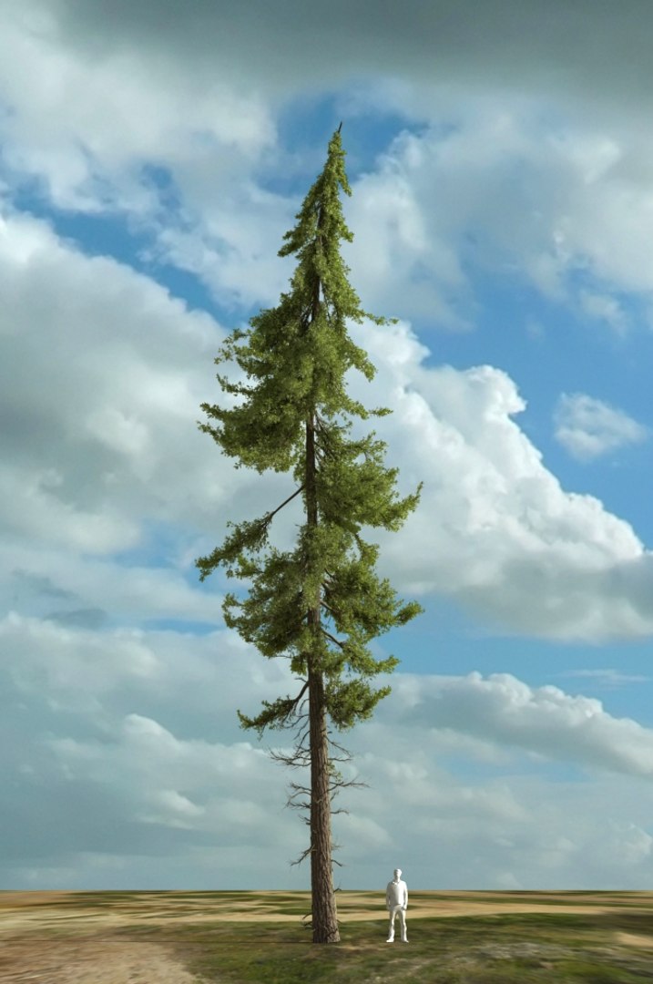 realistic conifer pine tree forest 3D model https://p.turbosquid.com/ts-thumb/Ak/pbA21B/jDt4pKub/cp0301/jpg/1571048831/1920x1080/fit_q87/482033482e8a9a04d43c7c374e2f04484ddc804a/cp0301.jpg