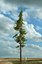 Realistic Conifer Pine Tree Collection.