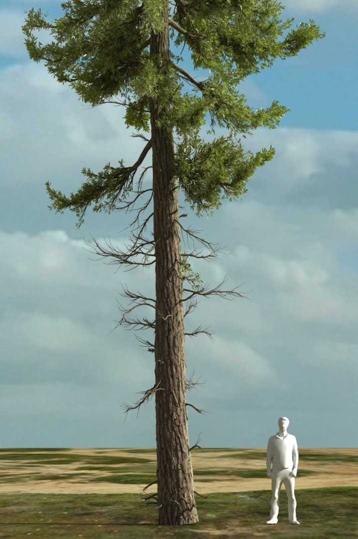 realistic conifer pine tree forest 3D model https://p.turbosquid.com/ts-thumb/Ak/pbA21B/lXsoLTvp/cp0302/jpg/1571048831/1920x1080/fit_q87/eedbfac2598b4f0fb37974d1bf0a468ba93561d6/cp0302.jpg
