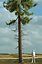 Realistic Conifer Pine Tree Collection.