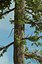 Realistic Conifer Pine Tree Collection.