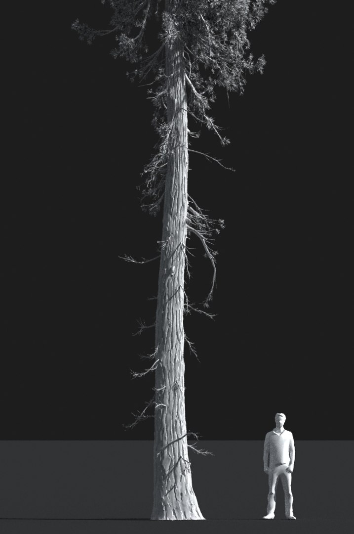 realistic conifer pine tree forest 3D model https://p.turbosquid.com/ts-thumb/Ak/pbA21B/pM8z0pkY/cp0102s/jpg/1571048703/1920x1080/fit_q87/34e1a4fe71c19fd10629c68e1025840356816ac3/cp0102s.jpg