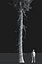 Realistic Conifer Pine Tree Collection.