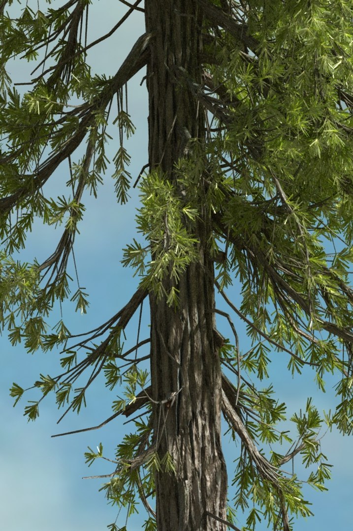 realistic conifer pine tree forest 3D model https://p.turbosquid.com/ts-thumb/Ak/pbA21B/t0CasB2v/cp0104/jpg/1571048703/1920x1080/fit_q87/8b664d0d240b8491672e823c8af19c9098fa55e0/cp0104.jpg