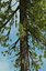 Realistic Conifer Pine Tree Collection.