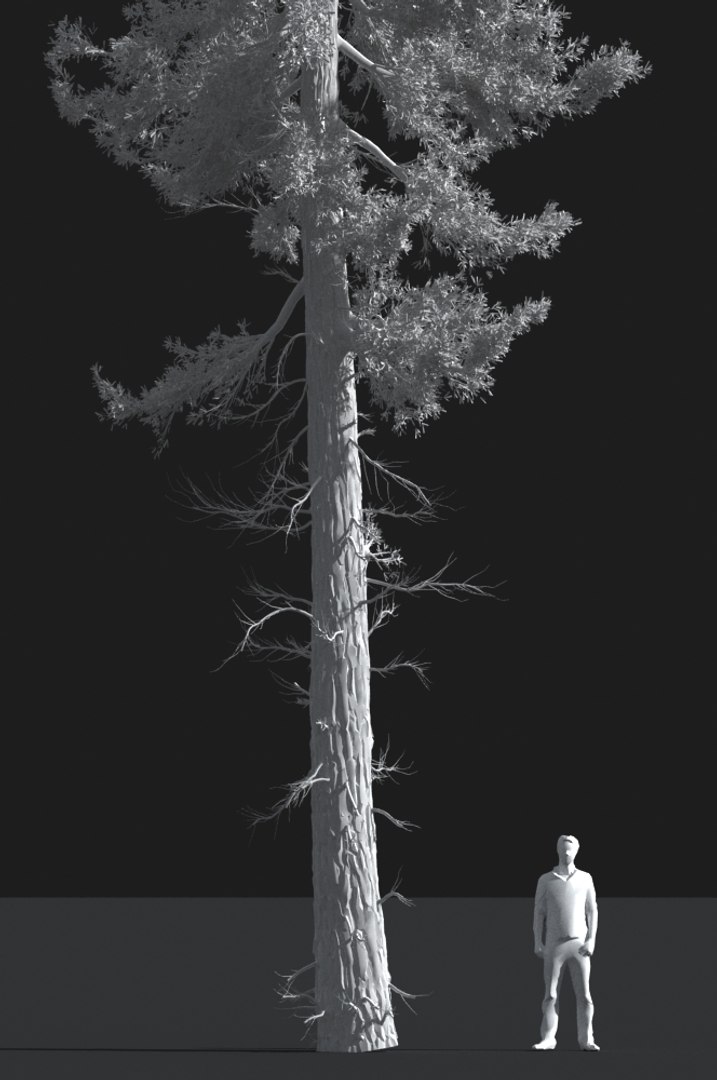 realistic conifer pine tree forest 3D model https://p.turbosquid.com/ts-thumb/Ak/pbA21B/t1VVWpBa/cp0302s/jpg/1571048831/1920x1080/fit_q87/d66e2d7e0ca7971c91e4070863ccd919bd70f7ee/cp0302s.jpg