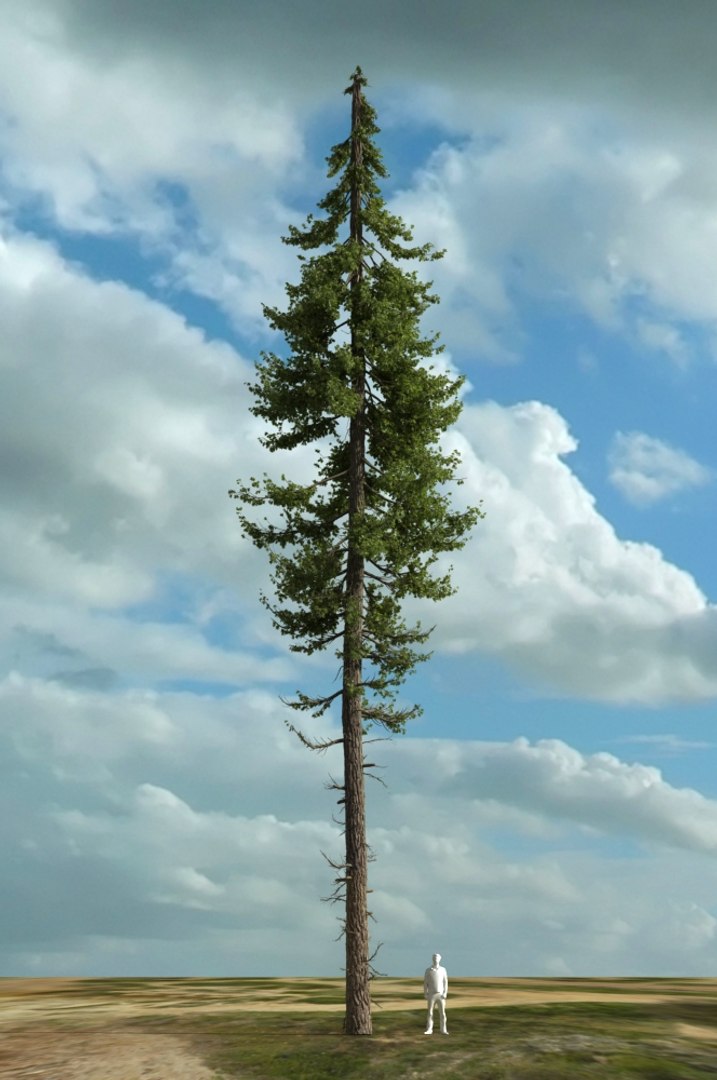 realistic conifer pine tree forest 3D model https://p.turbosquid.com/ts-thumb/Ak/pbA21B/v4qywdJ0/cp0201/jpg/1571048733/1920x1080/fit_q87/0ce961ce1ec3d12d7d5d14e9ad1248780c848099/cp0201.jpg