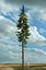 Realistic Conifer Pine Tree Collection.