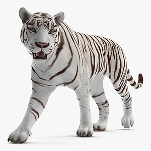 3D white tiger walkig pose model
