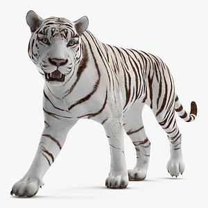 White Tiger Walkig Pose 3D Model