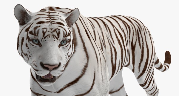 3d White Tiger Walkig Pose Model Turbosquid 1271909