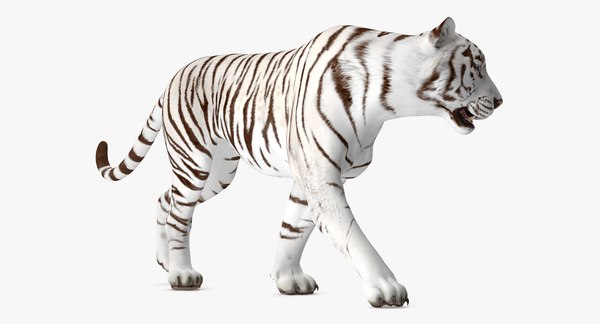 3D white tiger walkig pose model - TurboSquid 1271909