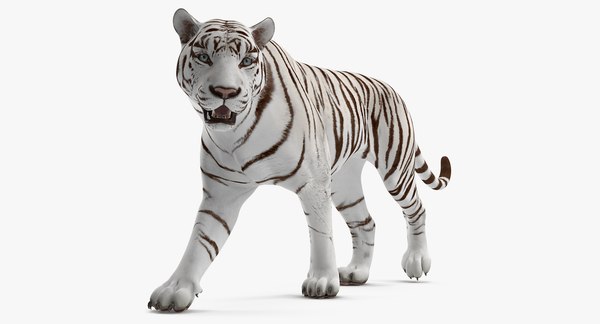 Tigre branco Modelo 3d