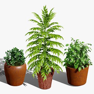 Culinary Herb 3d Collection usd