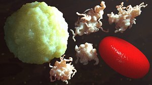 Blood cell erythrocyte leukocyte thrombocyte Package