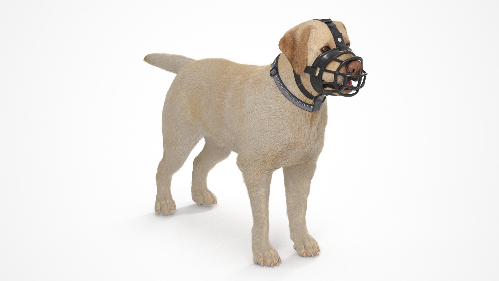 Labrador in a Muzzle Baskerville Fur 3D model preview