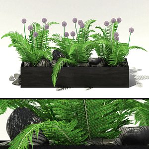 garden flowers alliums fern 3d model