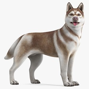 Husky Dog Copper and White Coat Rigged for Cinema 4D 3D model