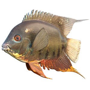 Banded Cichlid fish 3D