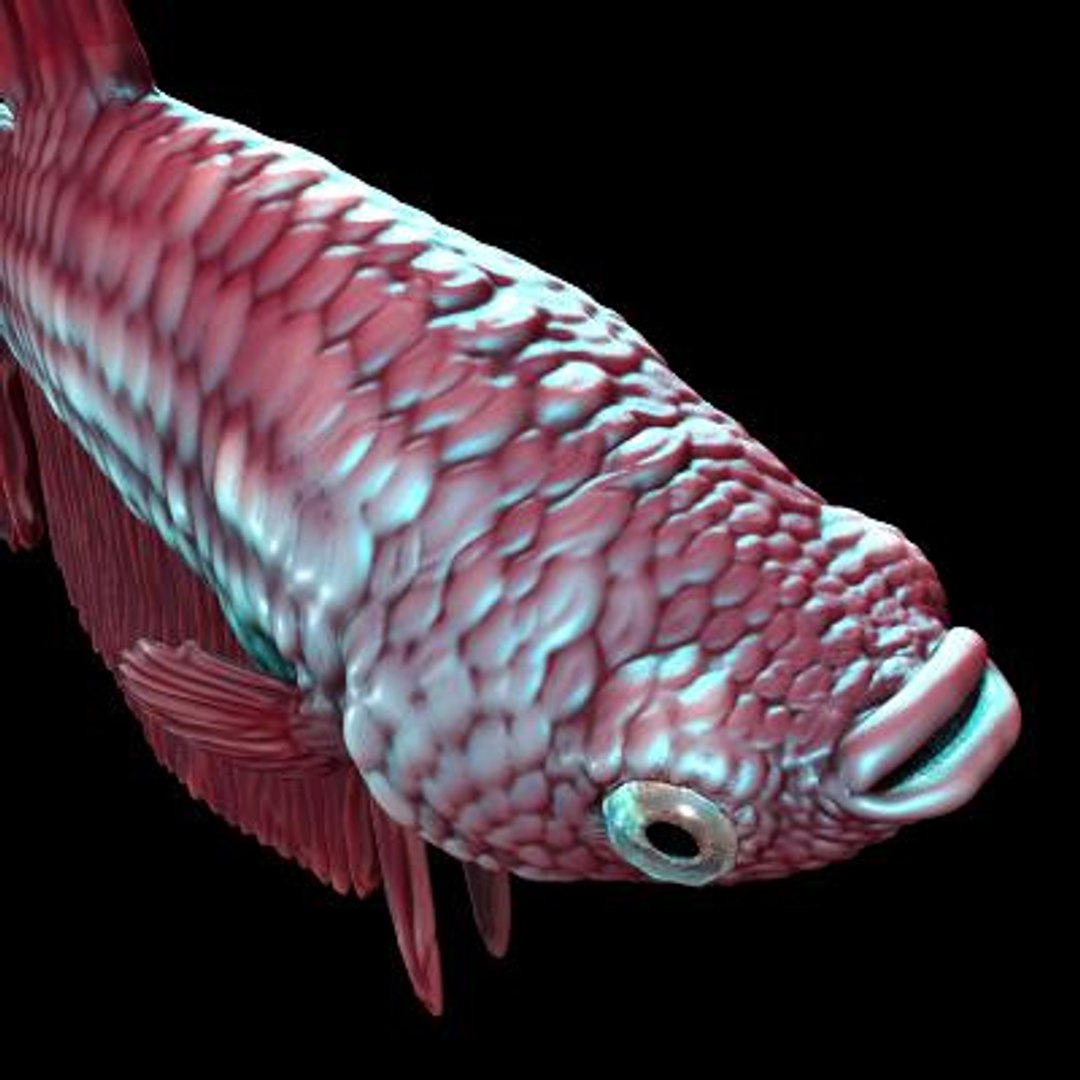3d Model Betta Res
