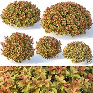 3D model spirea spiraea shrub