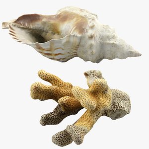 3d model seashell coral