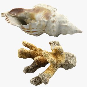 Seashell and Coral