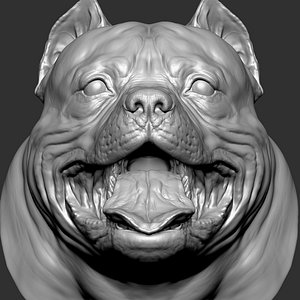 American Bully  Pitbull Terrier Dog   Head 3D model