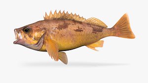 Squarespot Rockfish