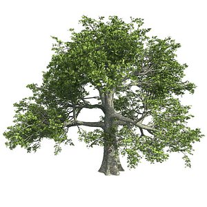 Tree Collection Vol 003 - 30 Tree model
