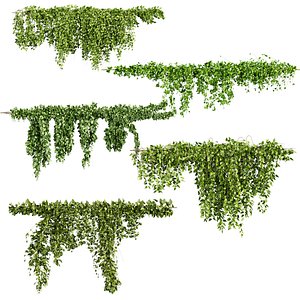 plant vol 679 - ivy - vine 3D