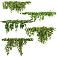plant vol 679 - ivy - vine