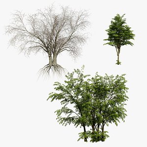 3D Arabian Leban Wild Drumstick Trees model