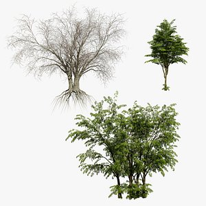 Arabian Leban Wild Drumstick Trees