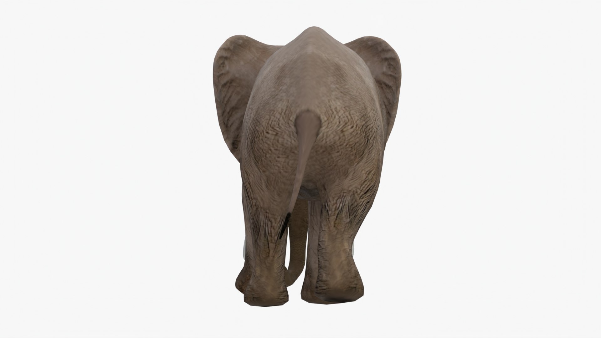 3D Elephant Rigged Model - TurboSquid 1976417