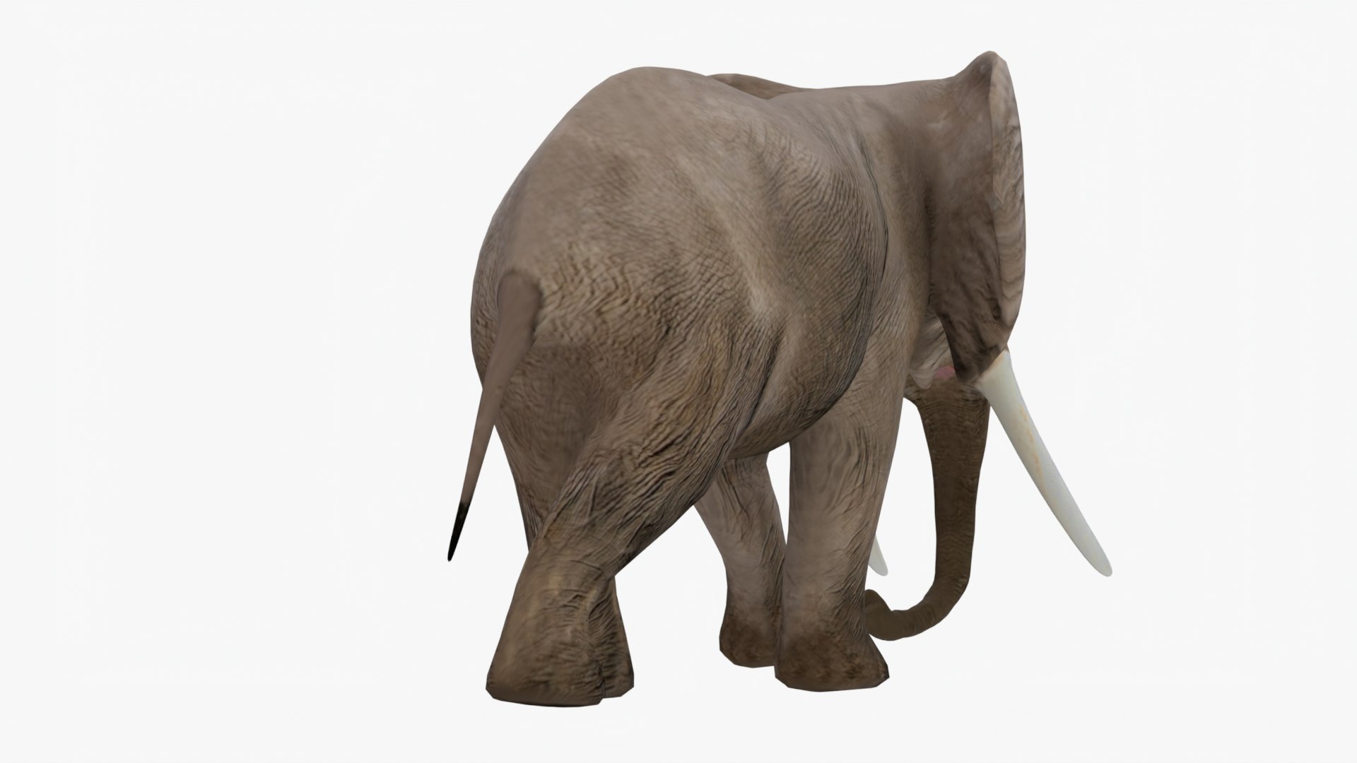 3D Elephant Rigged Model - TurboSquid 1976417