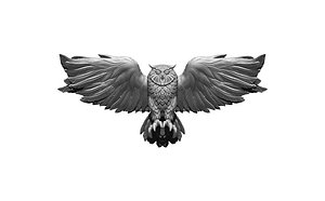 owl bird